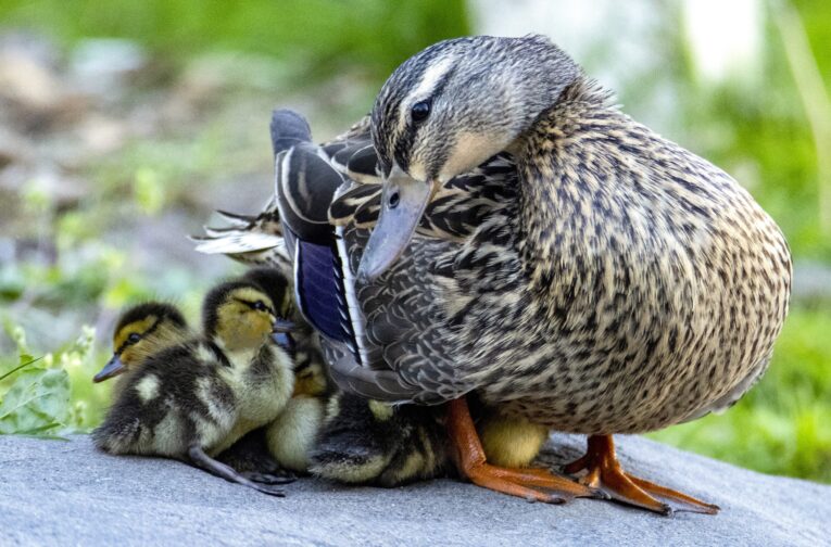 Northwestern WI real estate spring market