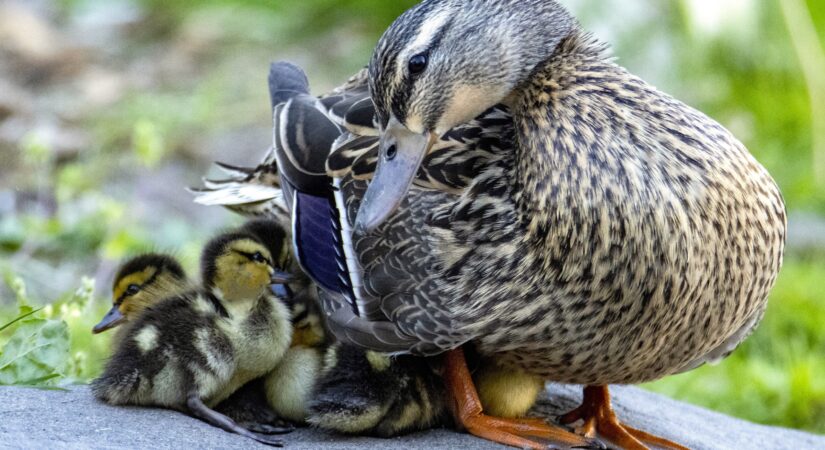 Northwestern WI real estate spring market